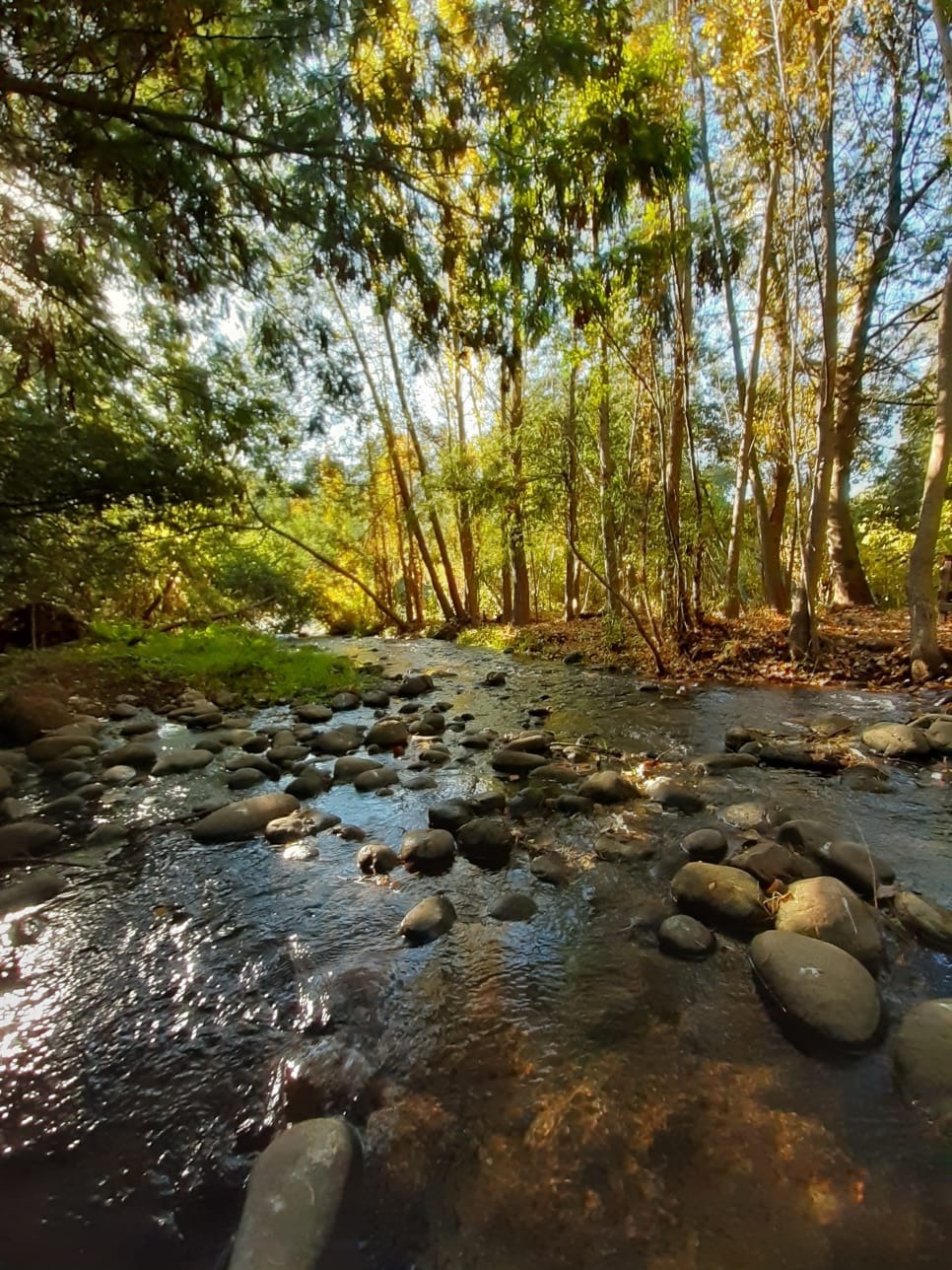 Camping El Chequén