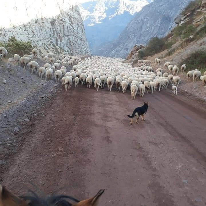 Cabalgatas y Tour Operador Tupungato