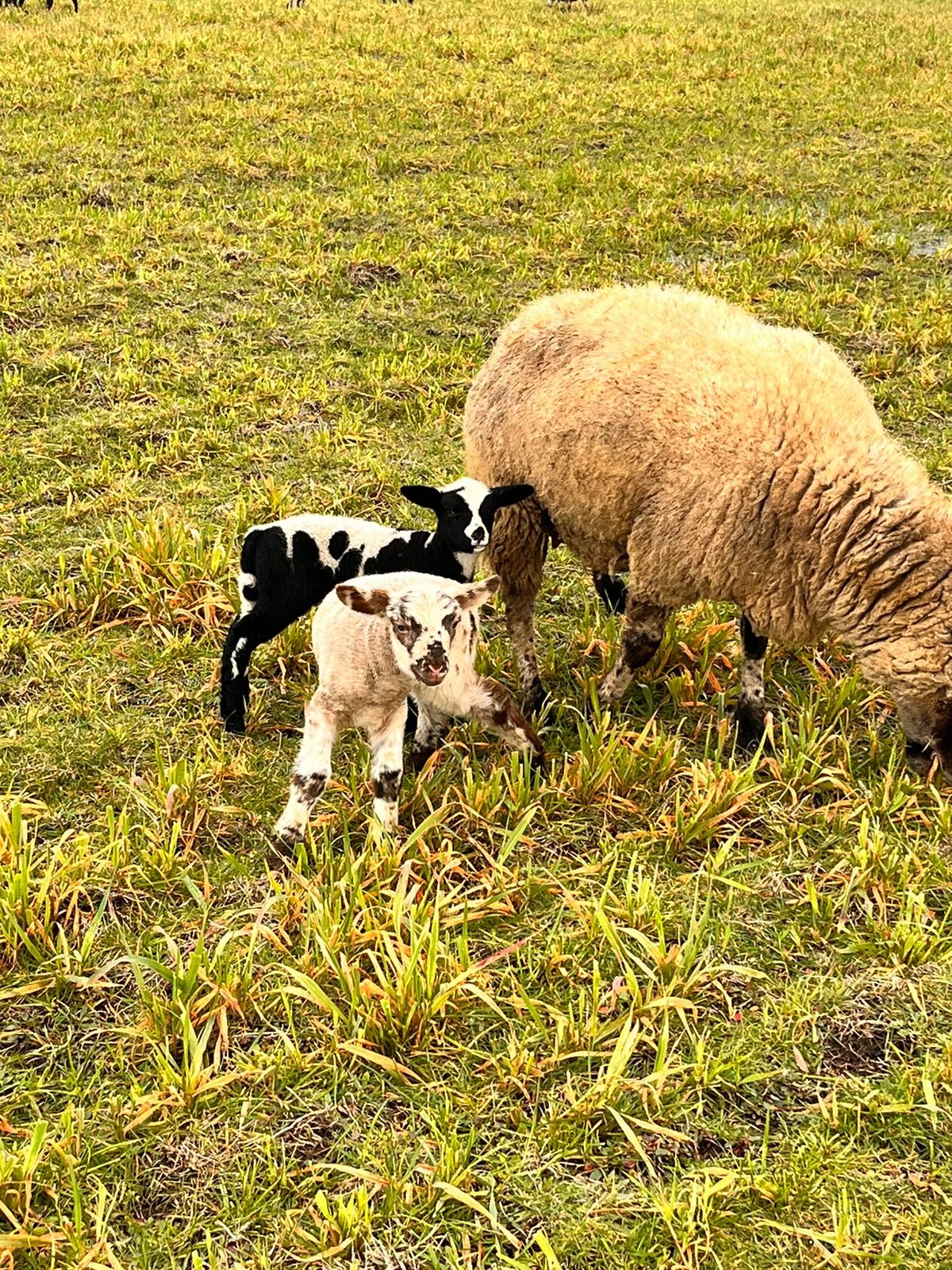Granja Educativa Kollonka Pulli