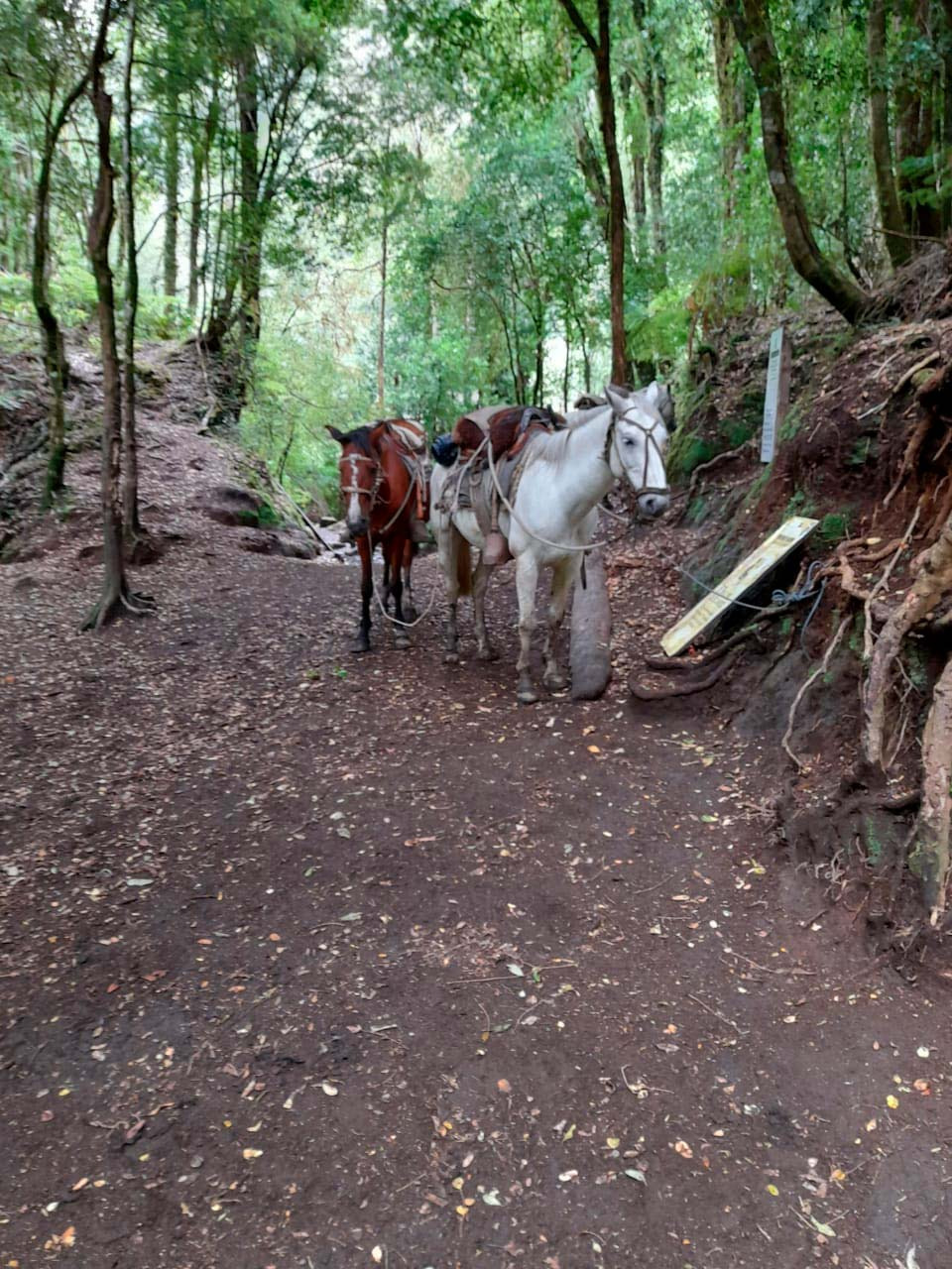 Cabalgatas Cochamó