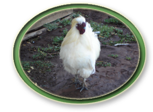 Aves Pelarco