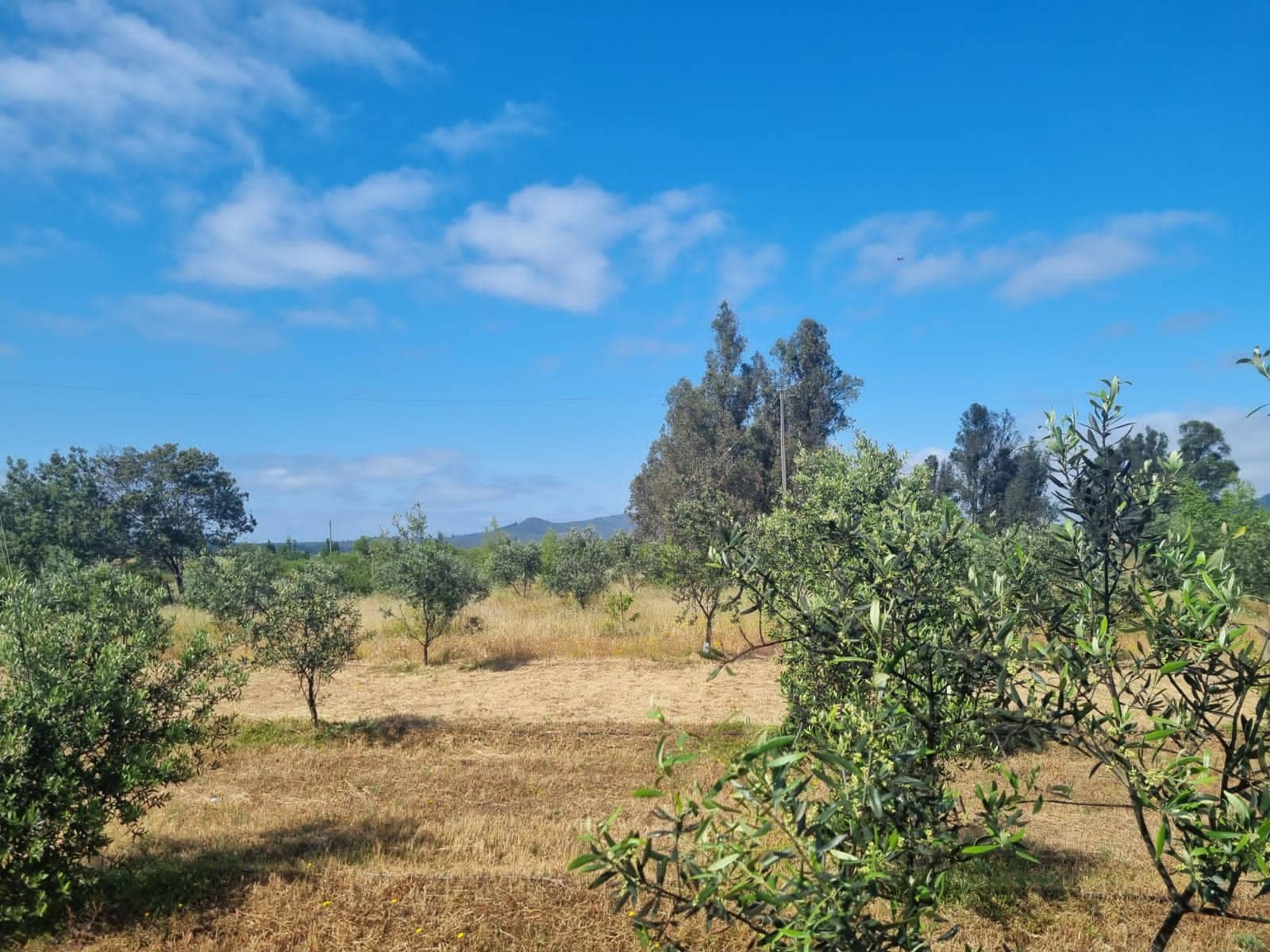 Itata Sabores de Portezuelo