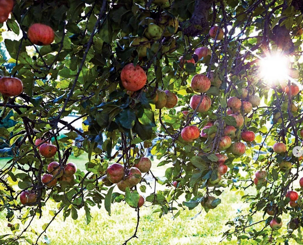 Vinagre de Manzana Los Jesuitas