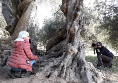 Olivos Centenarios