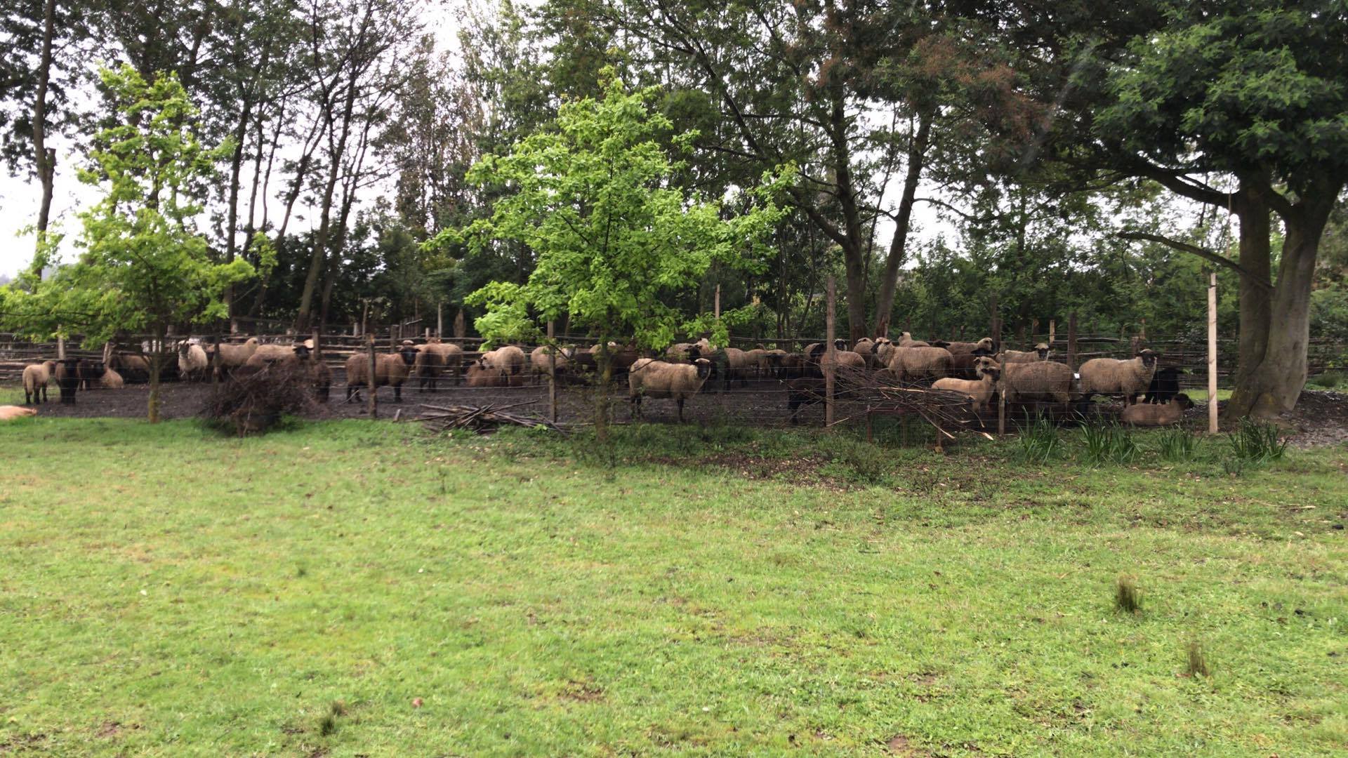 Granja interactiva