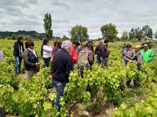Viñedos