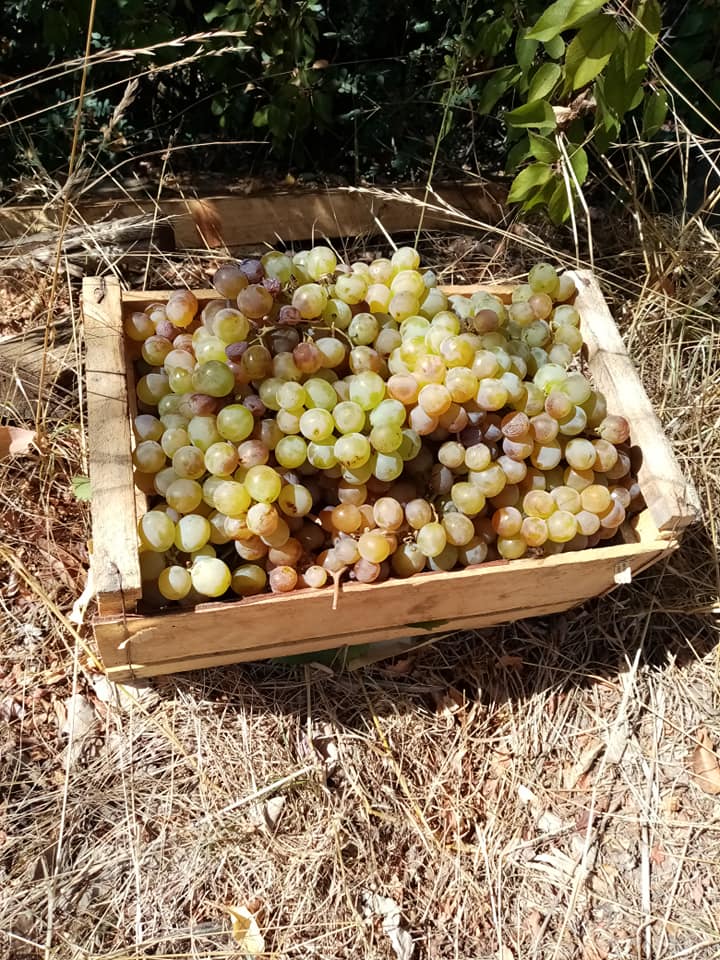 Viñedos