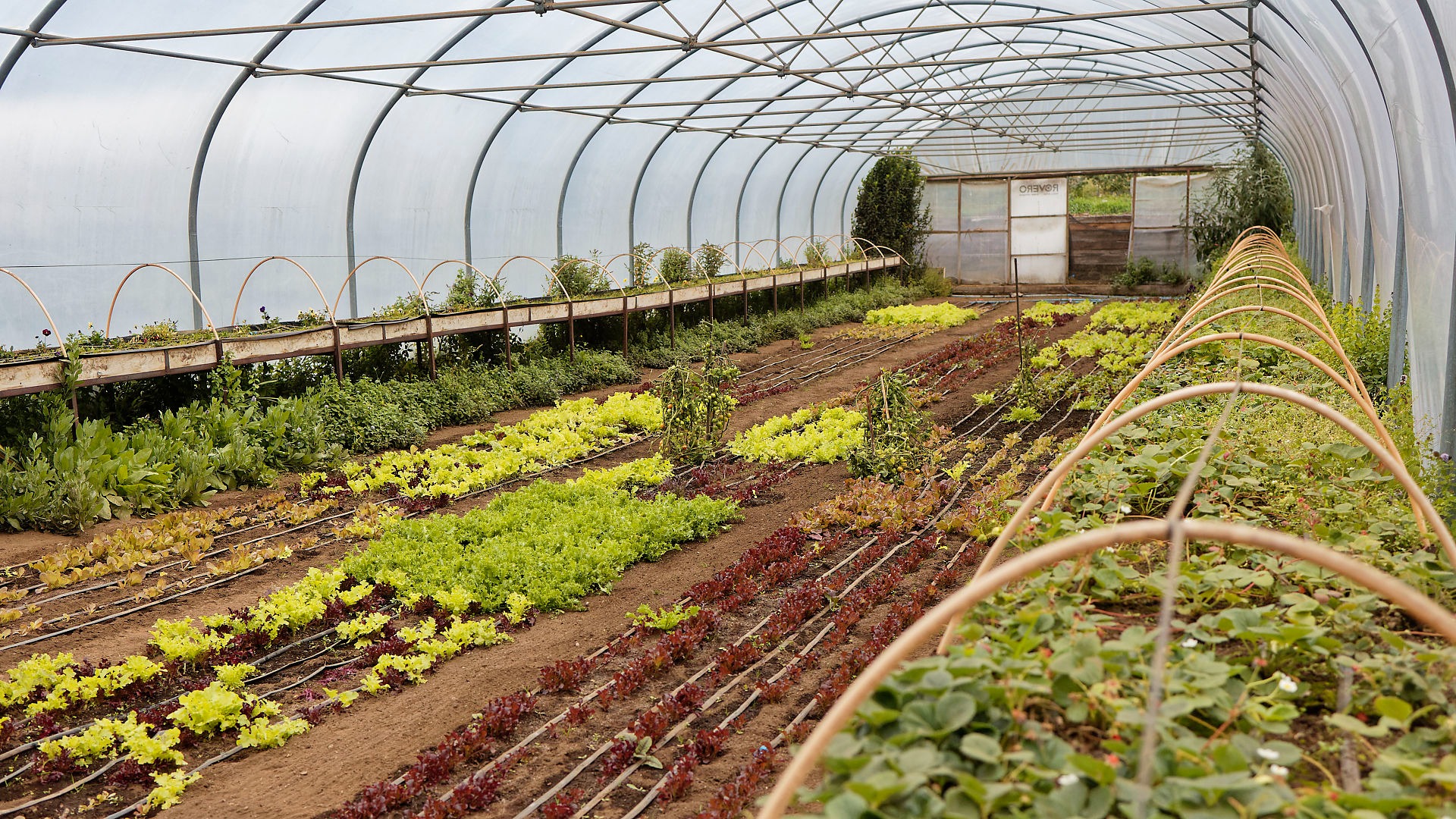 Secretos de Campo