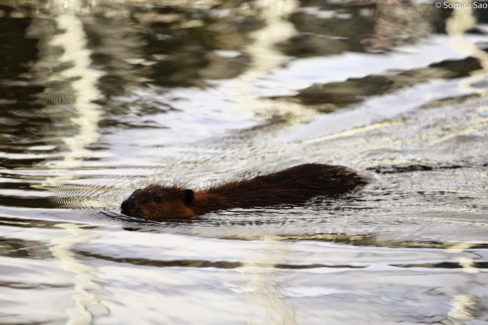 Navarino Beaver