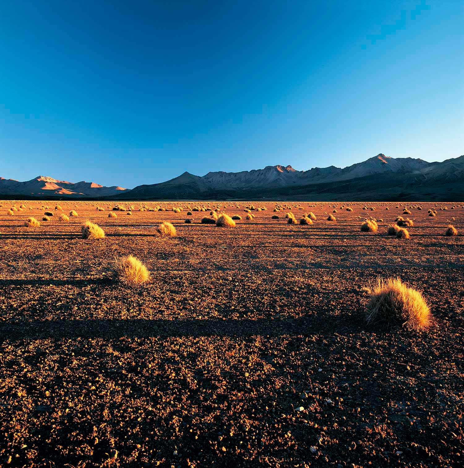 Arica y Parinacota