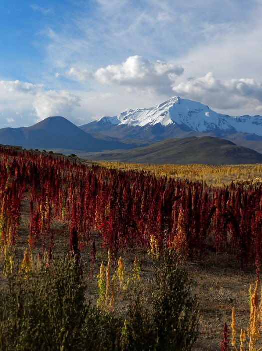 Cooperativa de Turismo Rural Aymarmarkasaru de Colchane. Quinoa Ecojuira increíble lugar